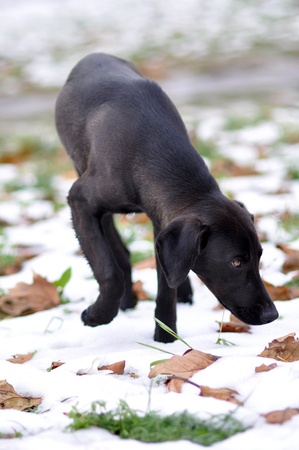 Abandoned, frightened hungry young black dog, left alone at the street in snowの写真素材