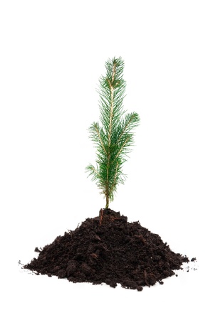 A small evergreen tree in soil, over a white backgroundの写真素材