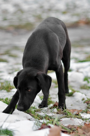 Abandoned, frightened hungr young black dog, left alone at the street in snowの写真素材