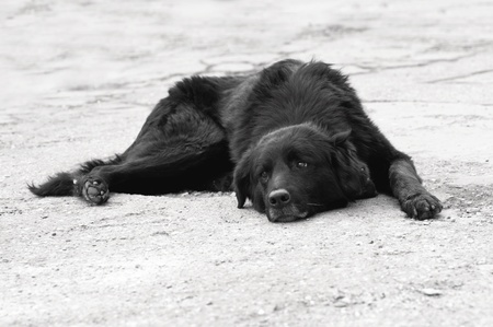 Sad old black dog is laying on the pavementの写真素材