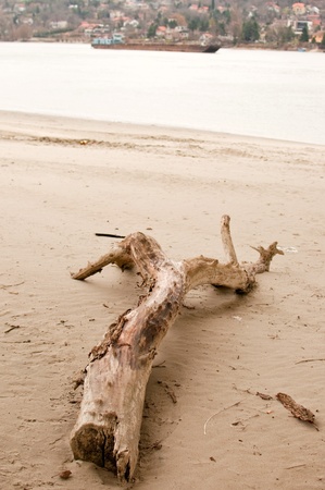 Wooden log at the beachの写真素材