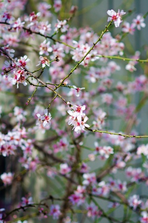 Pink cherry blossoms on a softly blurred backgroundの写真素材