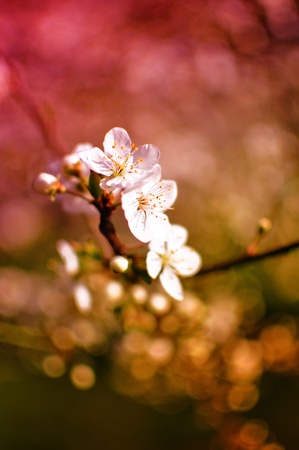 Pink cherry blossoms on a softly blurred backgroundの写真素材