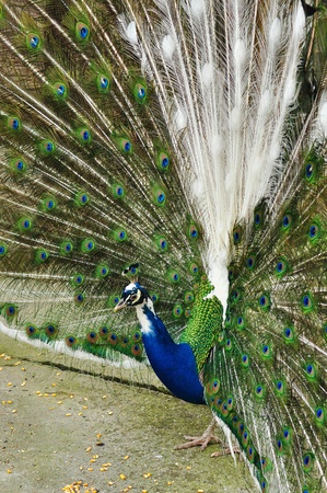 Colorful 'Blue Ribbon' Peacock in full feather.の写真素材