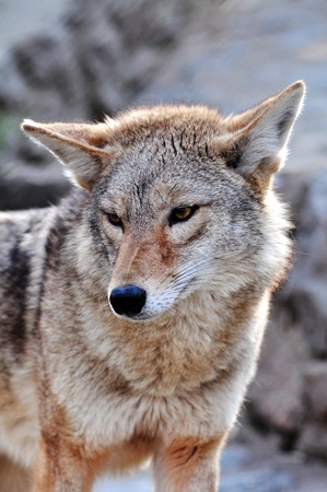 A close up, outdoor portrait of a gray coyote dog.の写真素材