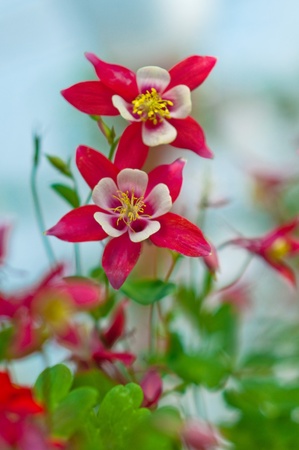 Pink flowers of aquilegia origami, shallow depth of fieldの写真素材