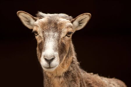 Mountain goats portrait in a Belgrade zooの写真素材