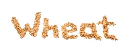 Wheat grains over a white backgroundの写真素材