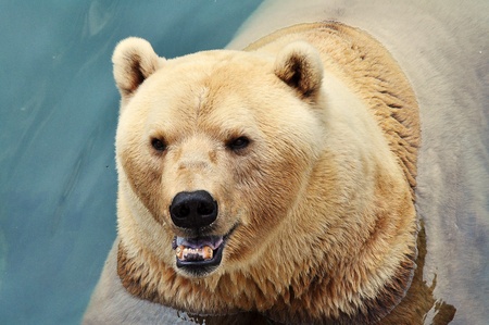 beautiful polar bear swimming in the poolの写真素材