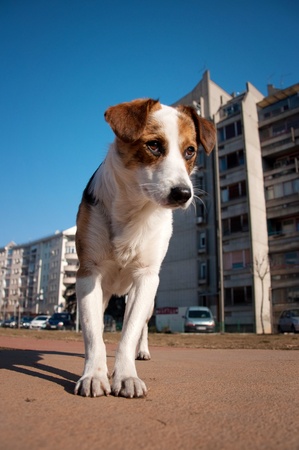 Cute young stray dog on the street