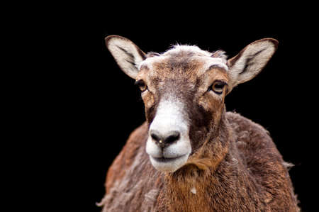 Mountain goats portrait in a Belgrade zooの写真素材