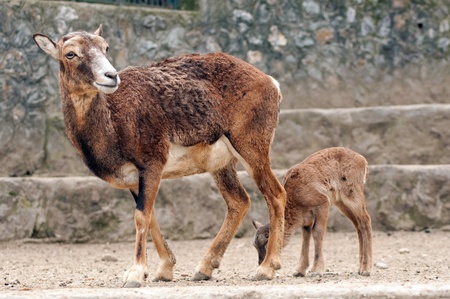 Mountain goats portrait in a Belgrade zoo