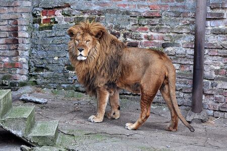 Elderly lion male, the king of animalsの写真素材