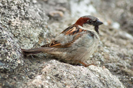 Male house sparrow (Passer domesticus), close up imageの写真素材