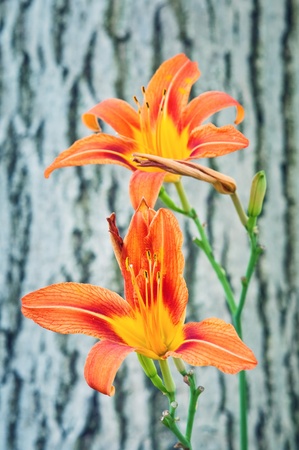Beautiful orange lilly flowers, close up image with shallow depth of field.の写真素材