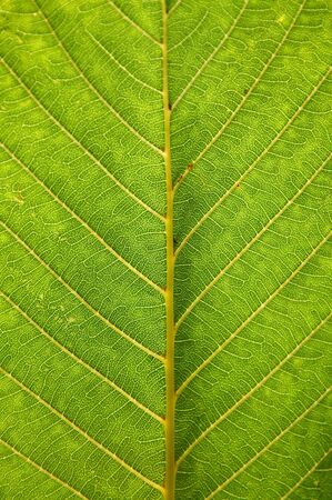Detailed texture of a fresh green leafの写真素材