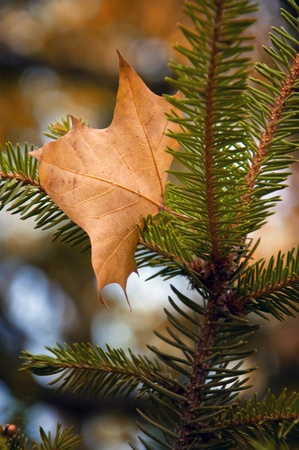 Autumn maple leaf on the branches of a coniferous tree