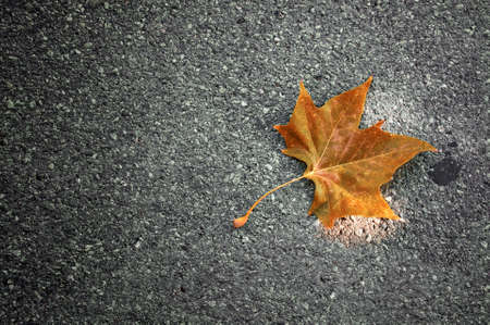 Yellow maple leaf on the asphalt, autumn concept imageの写真素材