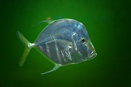 Naso vlamingii, "A big nose" fish against green backgroundの写真素材