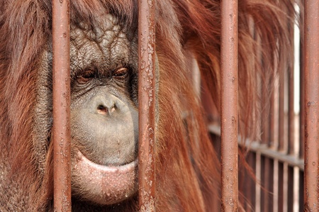 Close up portrait of an orang-utan behing the bars in the zoo with the sad look in his eyes.の写真素材