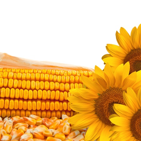 Corn cob and sunflower, beautiful agriculture background image.の写真素材