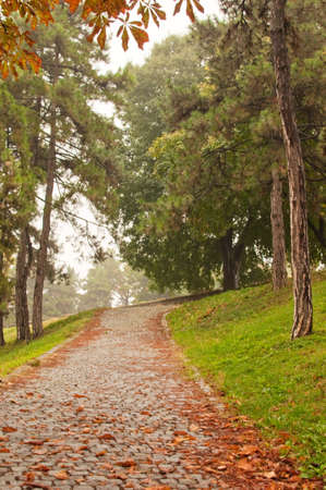 Autumn scenery, a walk path throught the park on a cloudy and rainy day.の写真素材