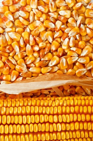 Beautiful yellow ear of corn over a background of corn kernelsの写真素材