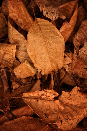 Yellow leaves texture, autumn scene backgroundの写真素材