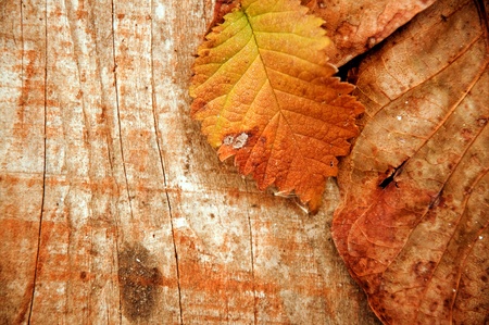 Autumn Leaf over wooden background with copy spaceの写真素材