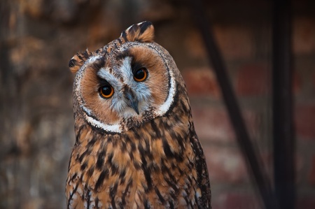 Portrait of an owl in the zooの写真素材