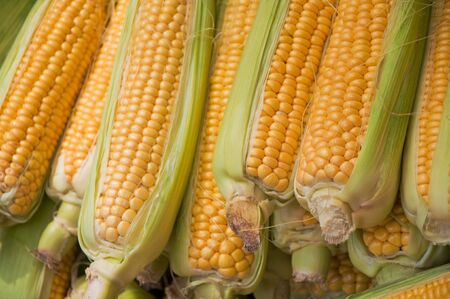 Sweet corn close up, agriculture background