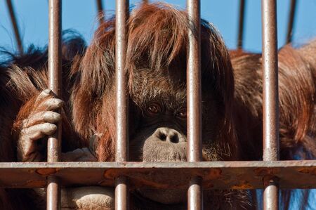 Sad face orangutan の写真素材