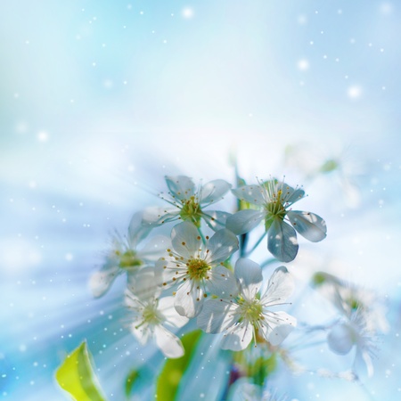 Flowers of the cherry blossoms on a spring day