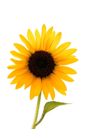 Beautiful wild sunflower isolated on white background.の写真素材
