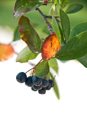 Black chokeberry  Aronia melanocarpa , close up image of berries の写真素材
