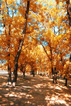 Pathway through the autumn park with fallen leaves