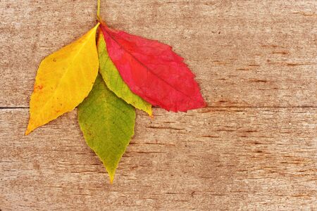Dry autumn leaf on a vintage wooden background, fall background concept 