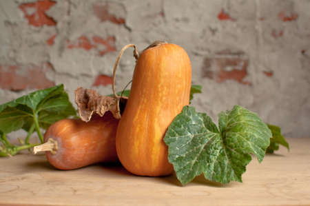 Rustic autumn still life with pumpkins on old wood の写真素材