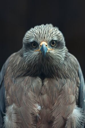 Common buzzard, portrait of a beautiful wildlife bird.