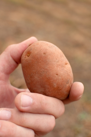Male hand picking raw potato from the ground; agriculture garden work backgroundの写真素材