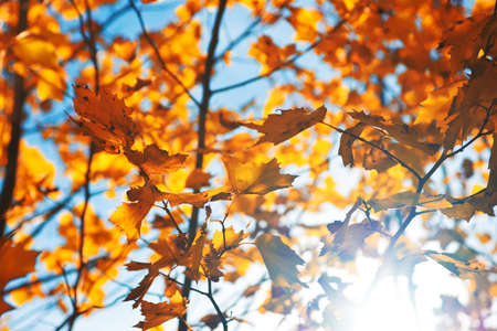 Beautiful golden autumn leaves against blue sky with sun flares の写真素材