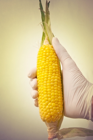 Sweet corn in genetic engineering laboratory, gmo food concept.の写真素材