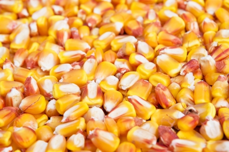 Corn seed grain texture, agriculture background image.