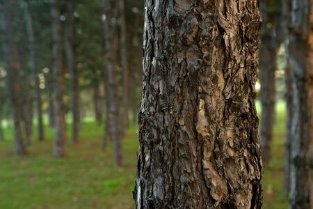 Evergreen forest trees at sunset, nature background