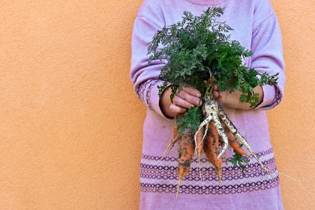 Vegetable feamle farmer holding a bunch of carrots in his handの写真素材