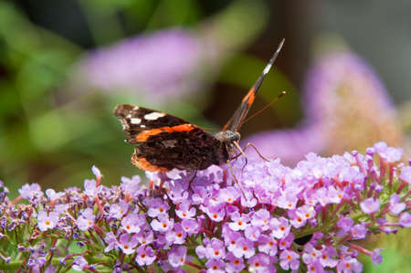 Beautiful butterfly on a purple lillac flower, close up.