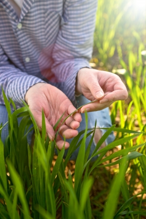 Woman in wheat field. Female agricultural worker in young green wheat field.の写真素材