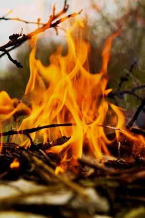 Thick dry tree branches burning, close up image.の写真素材