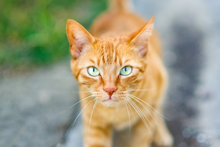 Red Greek stray cat outdoor on the street, shallow depth of field.の写真素材