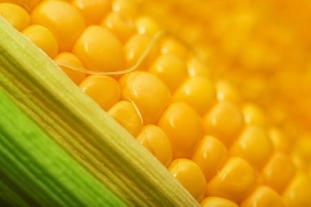 Sweey yellow corn cobs as background  Autumn harvesting season 